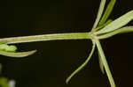 Stiff marsh bedstraw